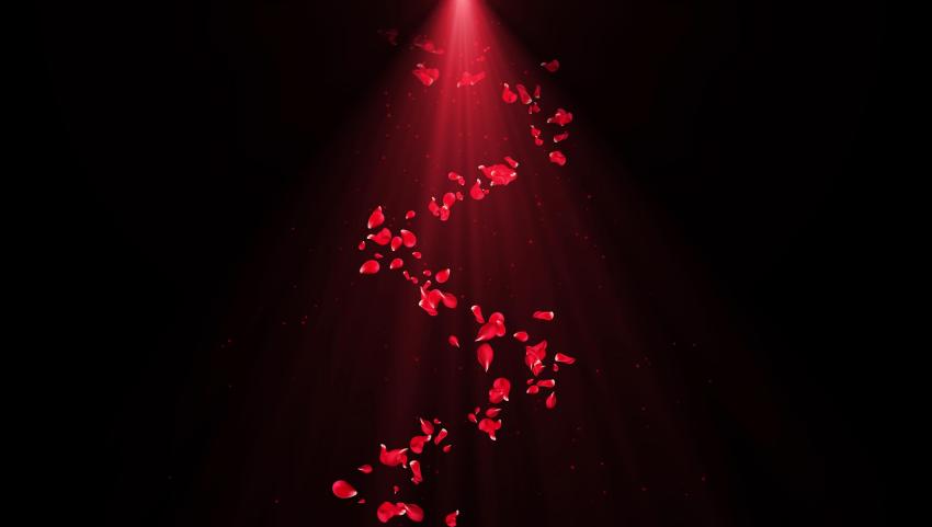 4K Beam Rose Petals Rotating And Falling Background Video Video Template,  Download And Customize - Lovepik
