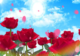 Roses Video Templates Download - 290+ HD Royalty Free Video Clip Templates  For You - Lovepik